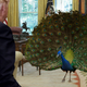 Illustration for article titled White House In Disarray: A Peacock Just Walked Through The Oval Office And Donald Trump Just Stared At It Until It Left And Didn’t Say Anything Or Tell Anyone